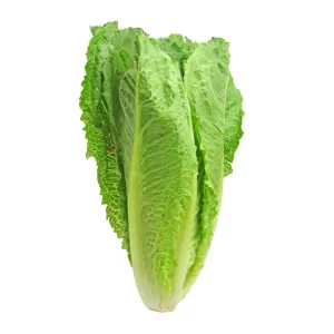 Certified Organic Romaine Lettuce (Each)