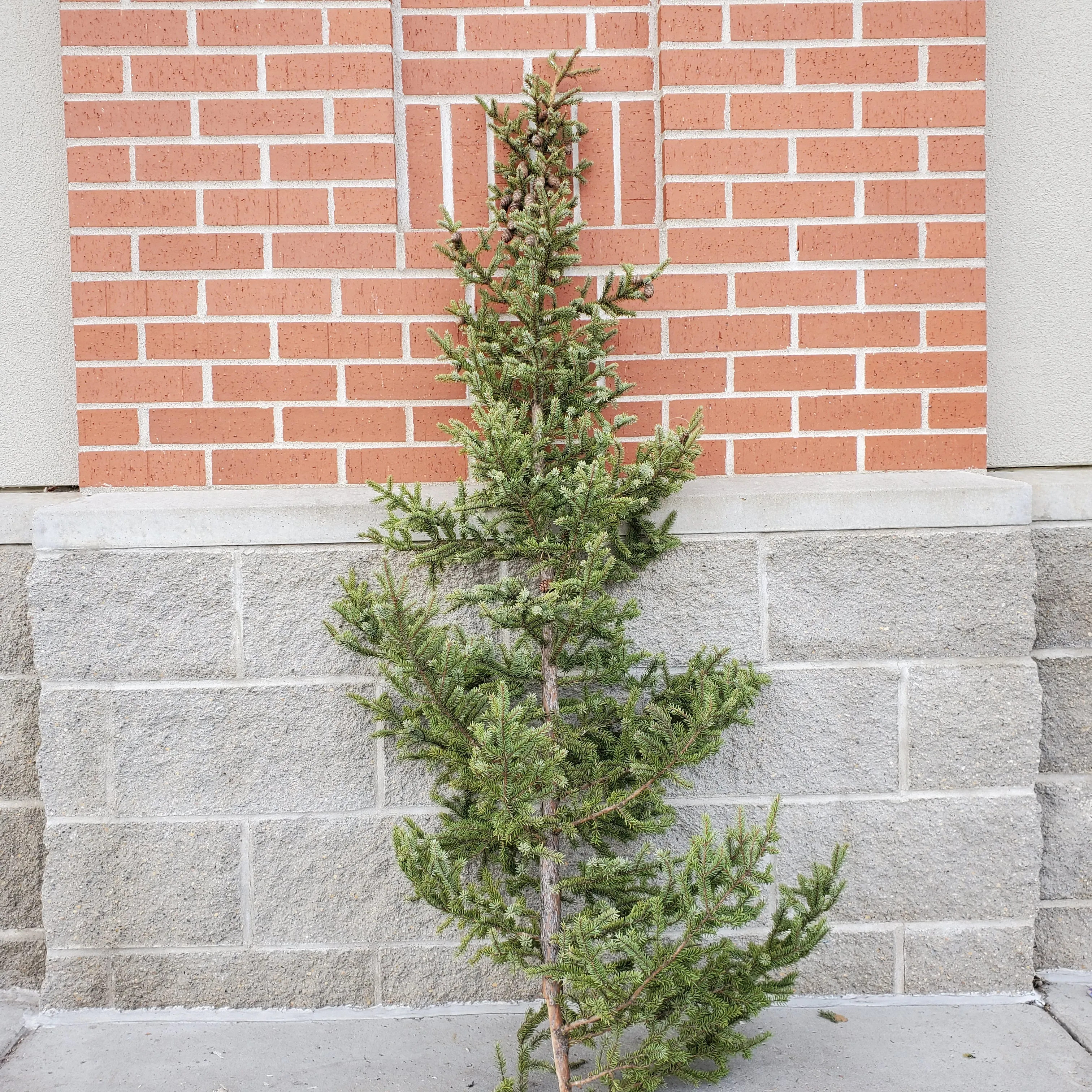 spruce top single 3-5' tall
