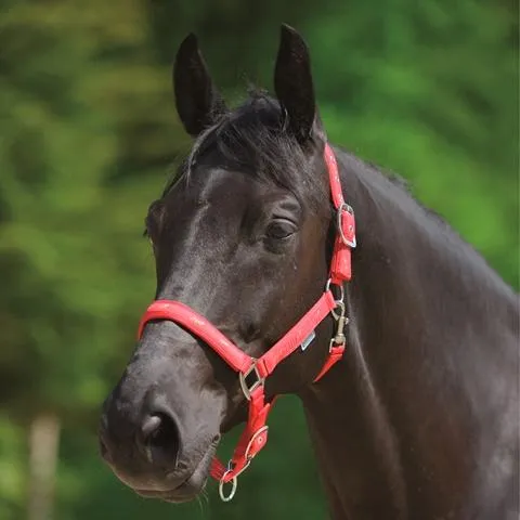 Waldhausen Little Horses Halter